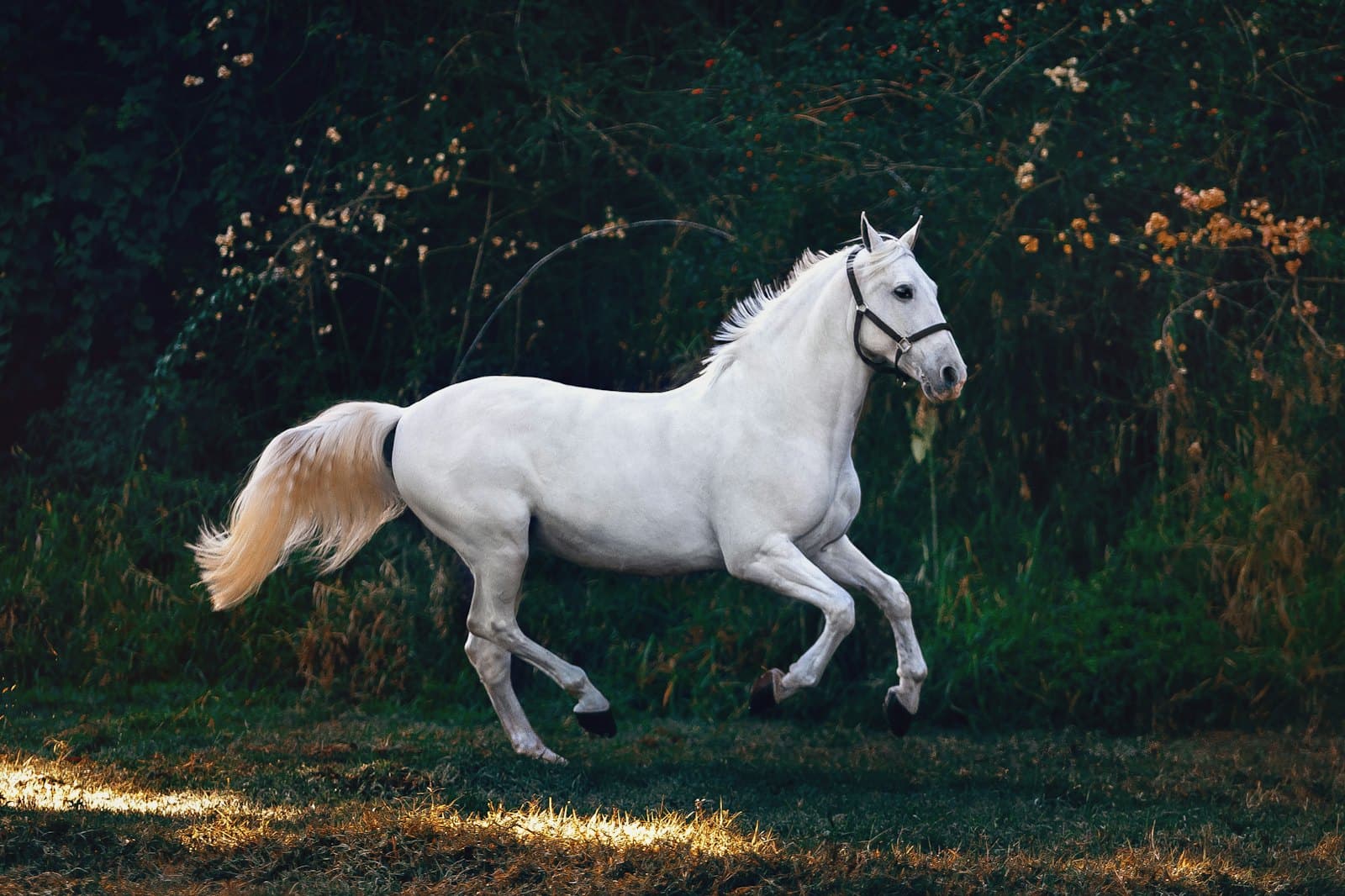 Alentejo Horse and Yoga Farmstay, Comporta, Portugal